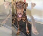 *BIRCH - Female Doberman Pinscher Dog for Adoption - Small photo