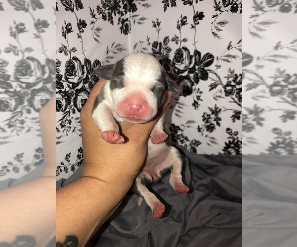 Medium Photo #3 American Pit Bull Terrier Puppy For Sale in BONNEY LAKE, WA, USA
