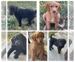 Double Doodle Puppy for sale in ROME, GA, USA