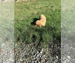 Puppy Green Collar Golden Retriever