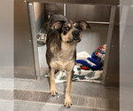 TREVOR - Male German Shepherd Dog-Unknown Mix Dog for Adoption - Small photo