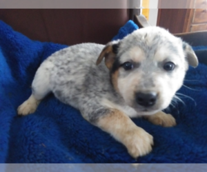 Australian Cattle Dog Puppy for sale in GR, MI, USA