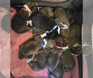 Boxer Puppy for Sale in LINN GROVE, Indiana USA