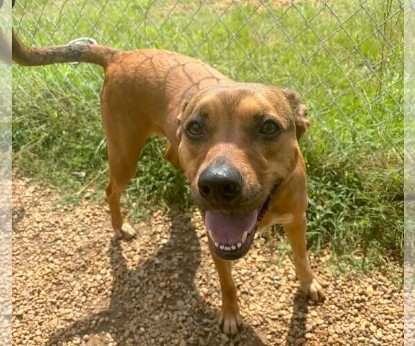 Medium Photo #2 Mountain Cur-Unknown Mix Puppy For Sale in Anniston, AL, USA