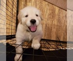 Small Photo #14 English Cream Golden Retriever Puppy For Sale in BEREA, KY, USA