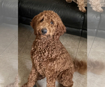 Small #16 Labradoodle