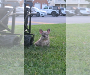 French Bulldog Puppy for sale in VIRGINIA BEACH, VA, USA