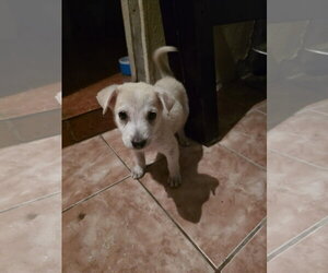 Salone - Female Chihuahua Dog for Adoption - Photo #2