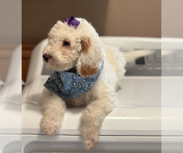 Medium Photo #8 Goldendoodle (Miniature) Puppy For Sale in SAINT MARYS, KS, USA