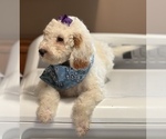 Small #7 Goldendoodle (Miniature)