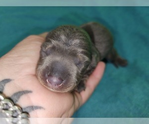 Dachshund Dog for Adoption in LITCHFIELD PARK, Arizona USA