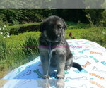 Small #5 German Shepherd Dog