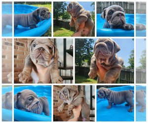 Bulldog Dog for Adoption in BATON ROUGE, Louisiana USA