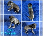 Puppy Mint Cane Corso-Great Dane Mix