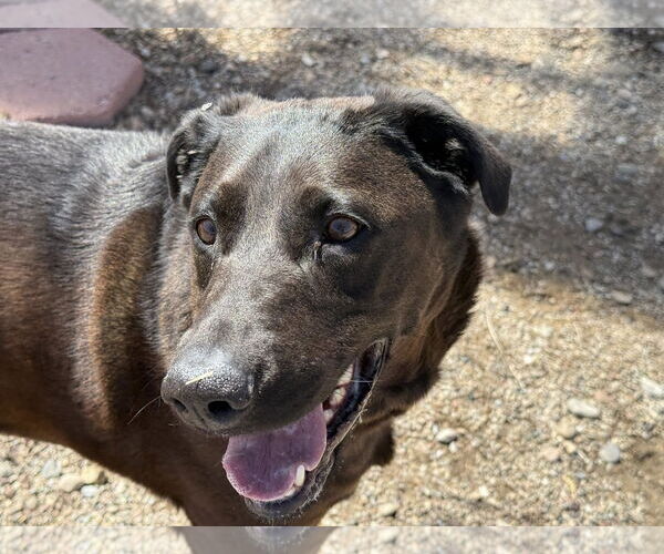 Medium Photo #1 Mutt Puppy For Sale in Diamondville, WY, USA