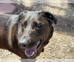 Mutt Dogs for adoption in Diamondville, WY, USA