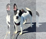 Small #6 Huskies  Mix