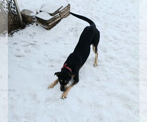 Mutt Dogs for adoption in Sandy, UT, USA