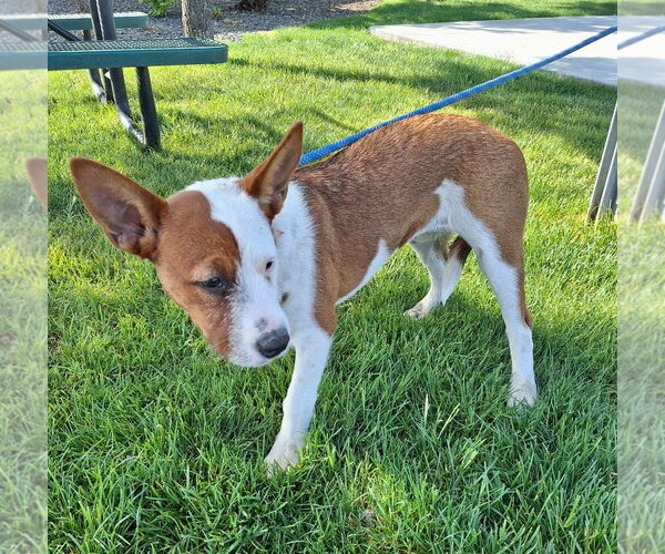 Medium Photo #4 Boxer-Pointer Mix Puppy For Sale in Missouri City, TX, USA