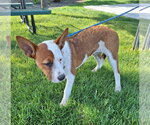 Small #3 Boxer-Pointer Mix