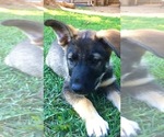 Small Photo #1 Belgian Malinois-Siberian Husky Mix Puppy For Sale in FINKSBURG, MD, USA
