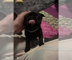 Small #6 Frenchie Pug