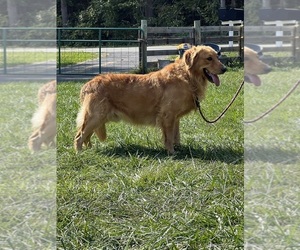 Father of the Golden Retriever puppies born on 12/20/2025