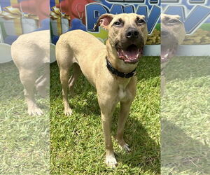 Chamois - Male Mutt Dog for Adoption - Photo #5