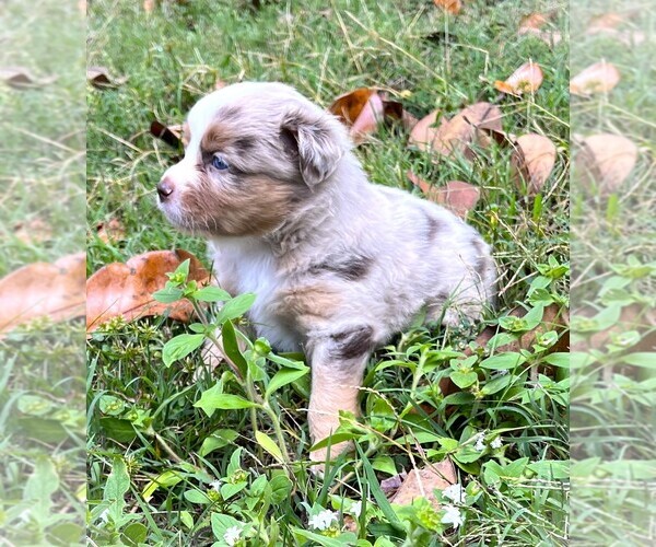 Medium Photo #3 Miniature Australian Shepherd Puppy For Sale in MONTICELLO, SC, USA