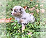 Small #2 Miniature Australian Shepherd