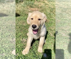 Golden Retriever Puppy for sale in RIGA, MI, USA