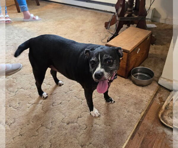 Medium Photo #1 Boxador Puppy For Sale in Foristell, MO, USA