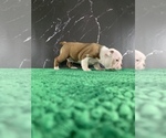Small Photo #19 Boston Terrier Puppy For Sale in TULARE, CA, USA