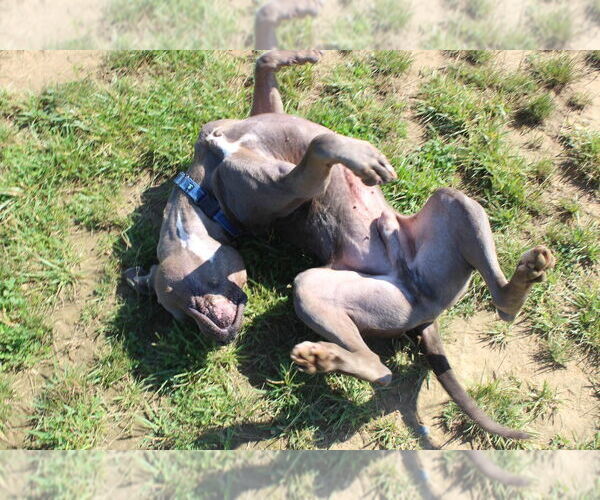 Medium Photo #6 American Pit Bull Terrier Puppy For Sale in Chestertown, MD, USA