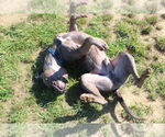 Small #5 American Pit Bull Terrier