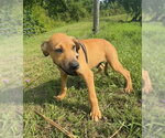 Small #7 Labrador Retriever Mix