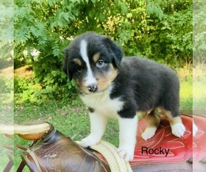 Australian Shepherd Puppy for sale in ARBA, IN, USA
