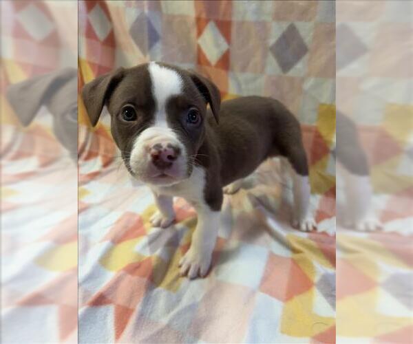 Medium Photo #1 Labrador Retriever-Unknown Mix Puppy For Sale in Conroe, TX, USA