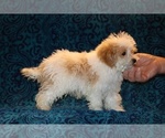 Small #10 Goldendoodle (Miniature)