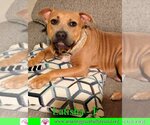 Small #7 American Bulldog