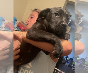 Cane Corso Puppy for sale in ALLIANCE, OH, USA