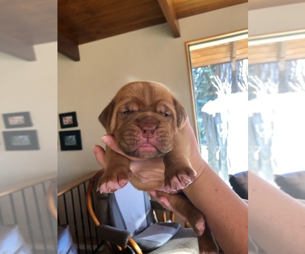 Medium Photo #4 Dogue de Bordeaux Puppy For Sale in INKOM, ID, USA