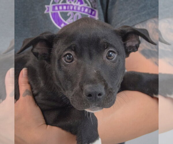 Medium Photo #2 American Staffordshire Terrier-Unknown Mix Puppy For Sale in Huntley, IL, USA