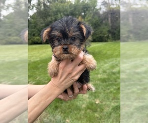 Yorkshire Terrier Puppy for Sale in DES PLAINES, Illinois USA