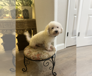 Father of the Bichpoo puppies born on 03/30/2025