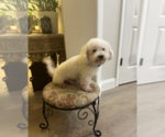 Small Photo #1 Bichpoo Puppy For Sale in NORTH PORT, FL, USA