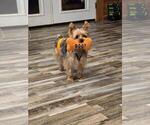 Small Photo #1 Yorkshire Terrier Puppy For Sale in ALFORD, FL, USA