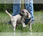 Small #3 Pug