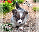 Puppy Luke Fluffy Pembroke Welsh Corgi