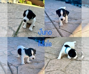 Jack Russell Terrier Puppy for sale in CARMICHAEL, CA, USA